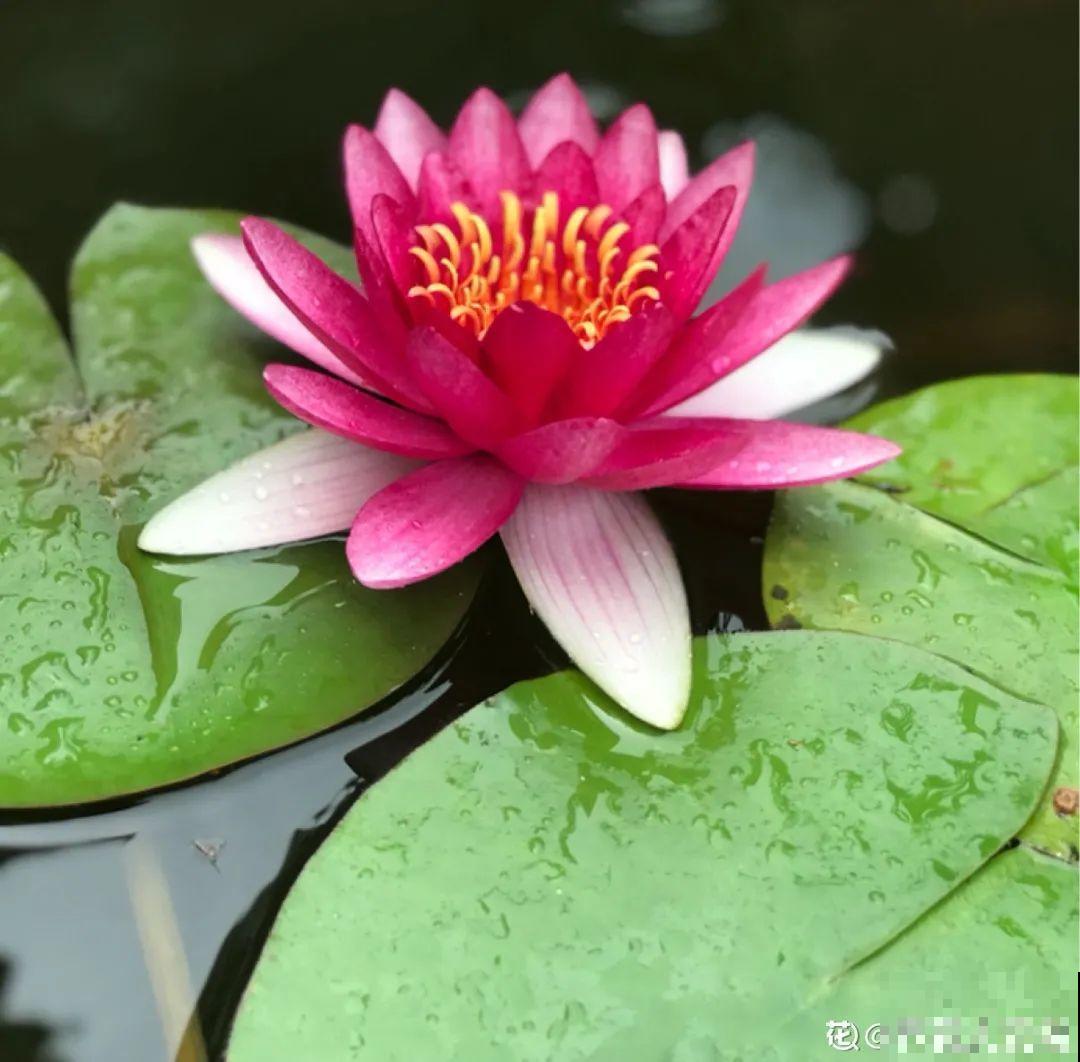 美人般的花,花开瞬间美到窒息,谁见都夸 美人般的花,花开瞬间美到窒息,谁见都夸