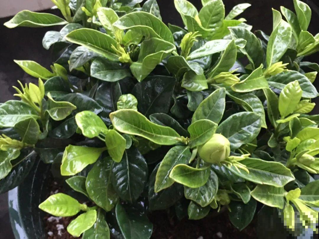 春天养花，就怕乱浇水，浇错水植物死的越快