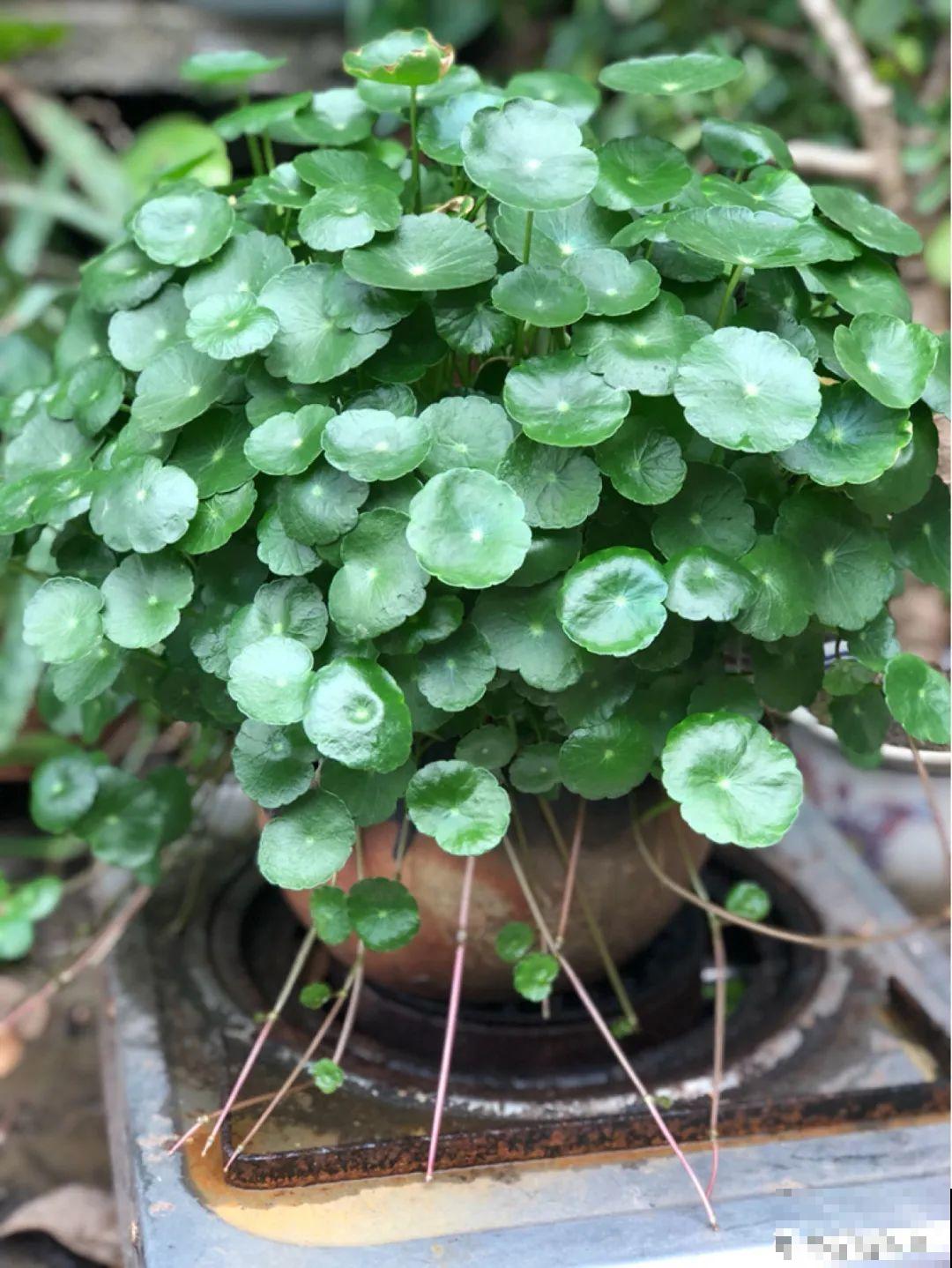 春天给花修剪,花才能呼呼开,俩月开爆盆 春天给花修剪,花才能呼呼开,俩月开爆盆