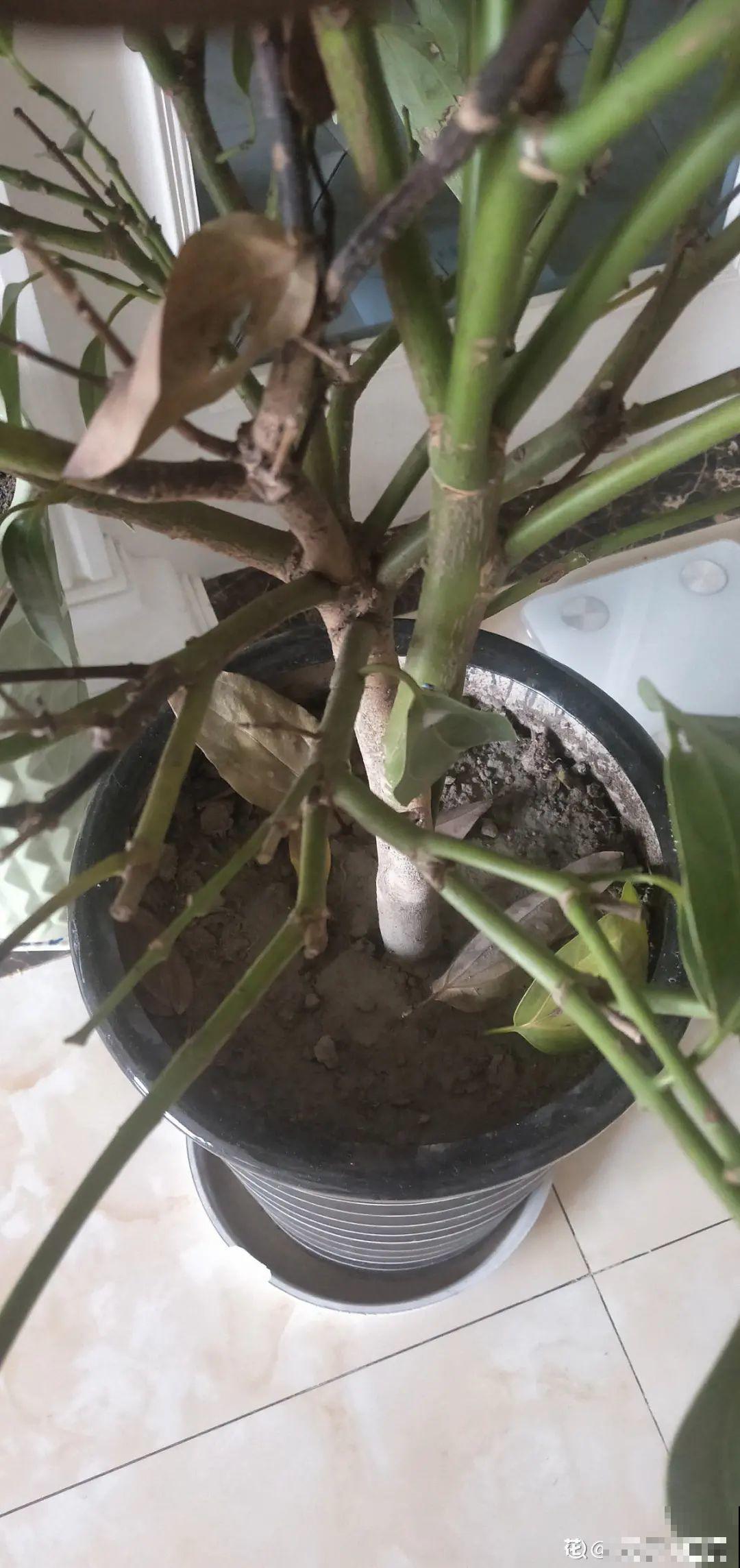 养花必备硫酸亚铁,叶子变绿了,小芽呼呼冒 养花必备硫酸亚铁,叶子变绿了,小芽呼呼冒