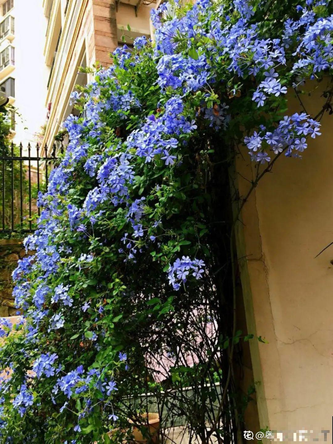 3种花气质独特,种院子里特高级,一开花气质十足 3种花气质独特,种院子里特高级,一开花气质十足