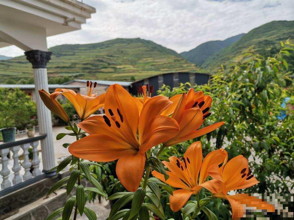 庭院里养些直立植物，院子层次感增强，搭配起来更好看