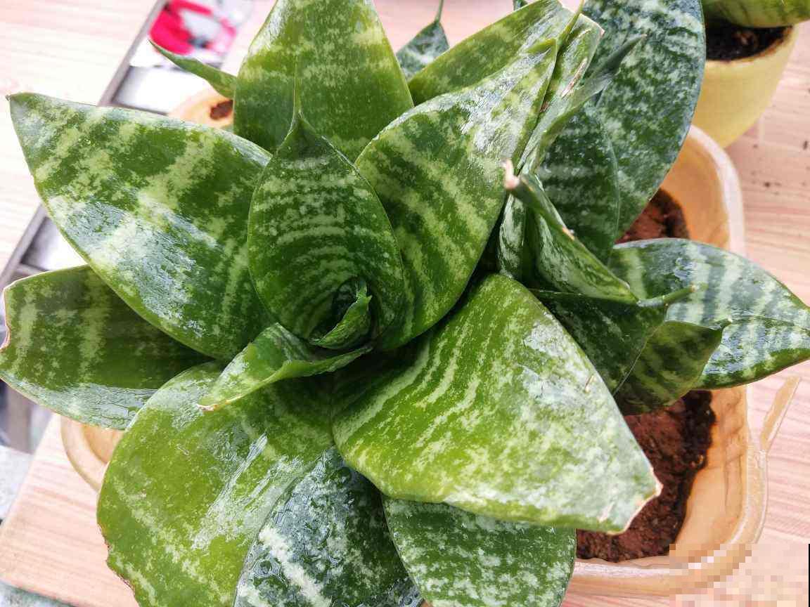 卧室植物这么摆,设计感好,又睡得香 卧室植物这么摆,设计感好,又睡得香