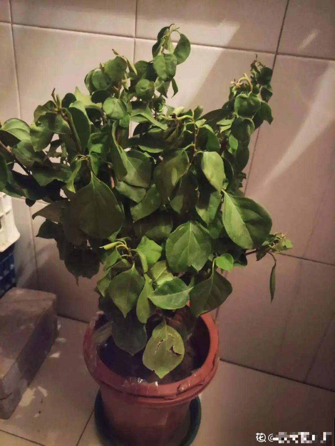 3月份养花，别急着搬出屋外，花容易死翘翘