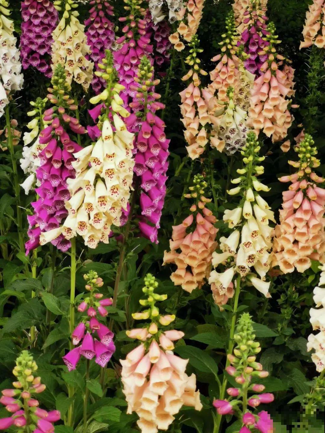 家里养盆“省心”花,自己开花自己结种,不用再买花种了 家里养盆“省心”花,自己开花自己结种,不用再买花种了