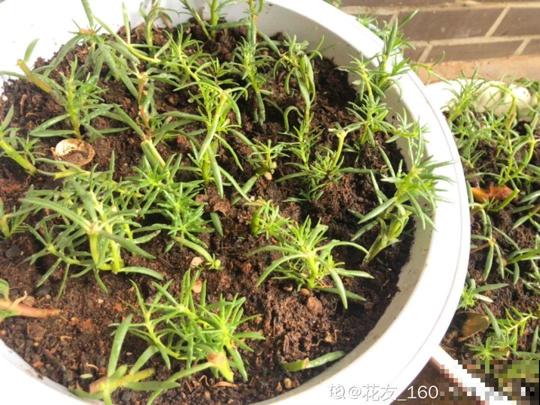 8种花赶紧剃头，剃得越狠，开花越多