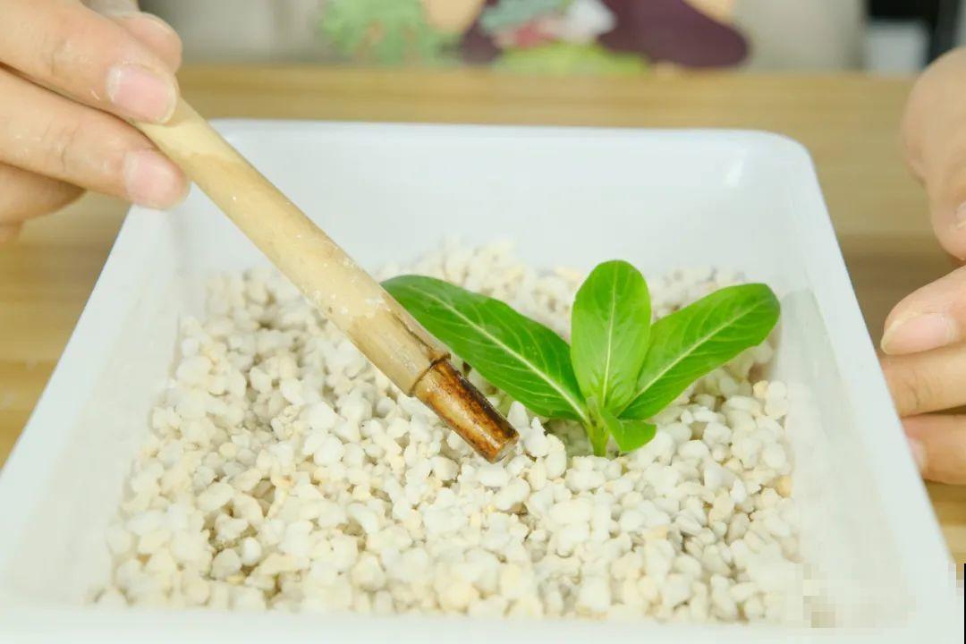 11种常见花，现在扦插，成活率特高