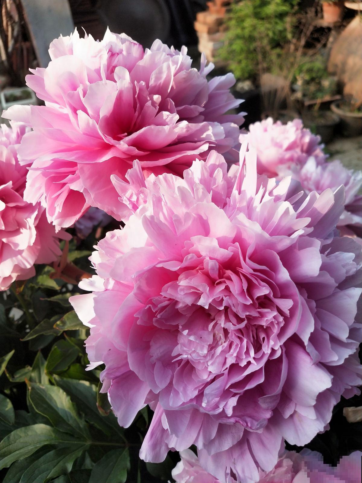 要想繁殖这3种花,不建议买种子,种出来也不是想要的样子 要想繁殖这3种花,不建议买种子,种出来也不是想要的样子