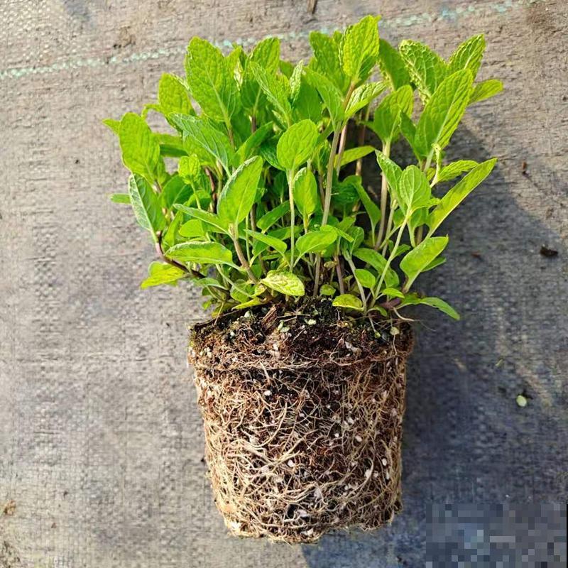 春天开始养薄荷, 等到天热了,爆出一大盆 春天开始养薄荷, 等到天热了,爆出一大盆