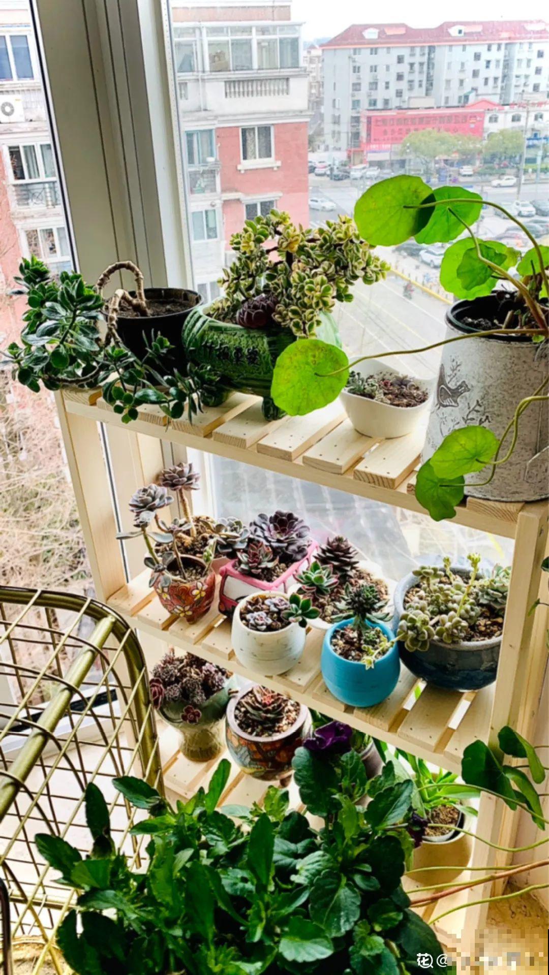 阳台虽小，种点花草，也能变成小花园