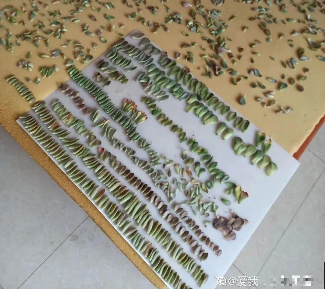 7种“落地生根”花,春天多插几棵,成活率特别高 7种“落地生根”花,春天多插几棵,成活率特别高