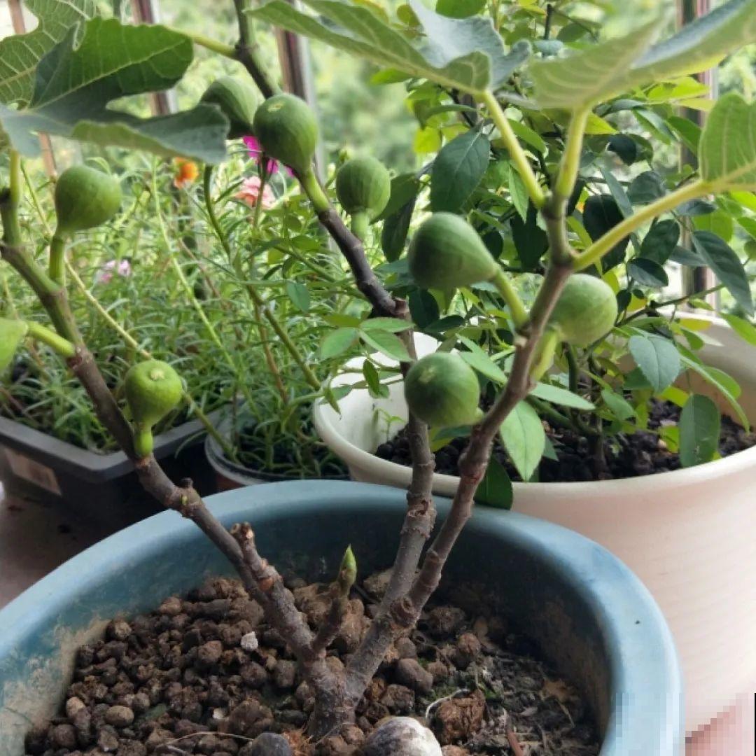 春天的大粗杆子，直接插土里，很快就生根