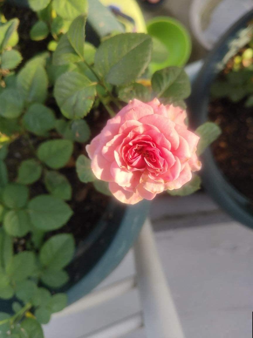 办公桌上养盆花,皮实好养又招财,天天看着心情好 办公桌上养盆花,皮实好养又招财,天天看着心情好