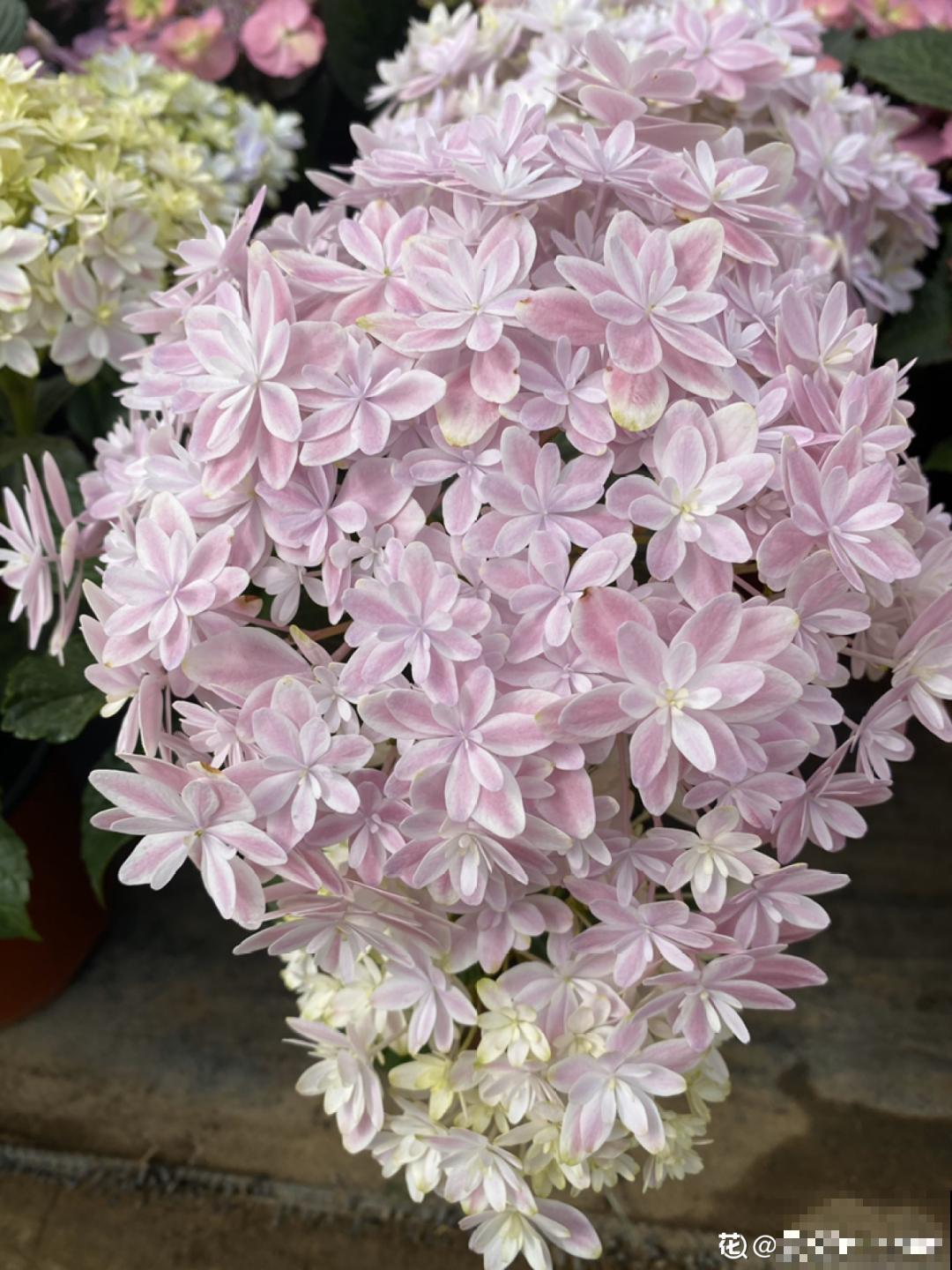 夏天扦插最好活，剪个枝条插土里，10天就生根！