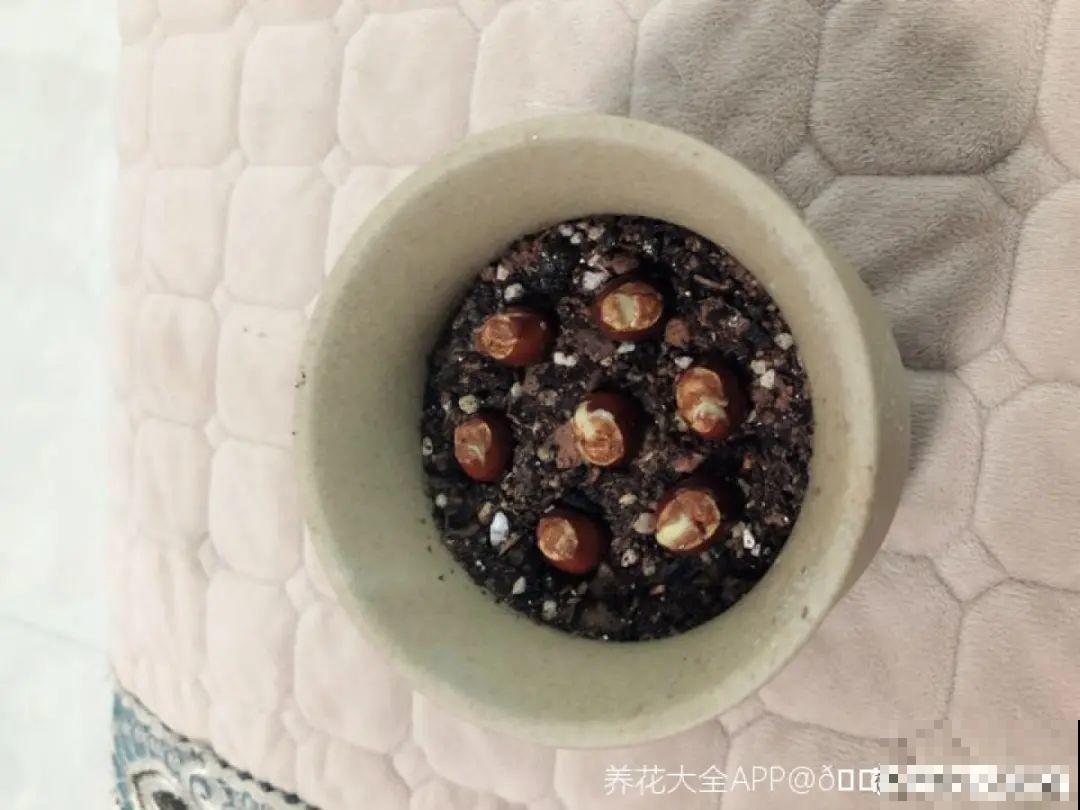 玉米棒子插水里，比绿植长得快，长成清新小盆栽