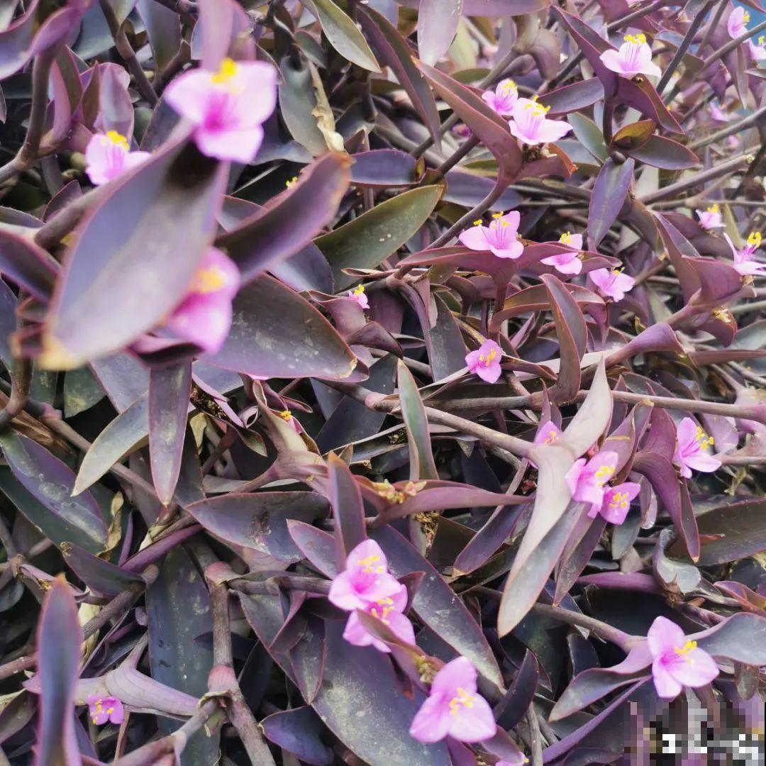 超好看的小野花，春天野外一大片，挖几棵回家还能泡茶