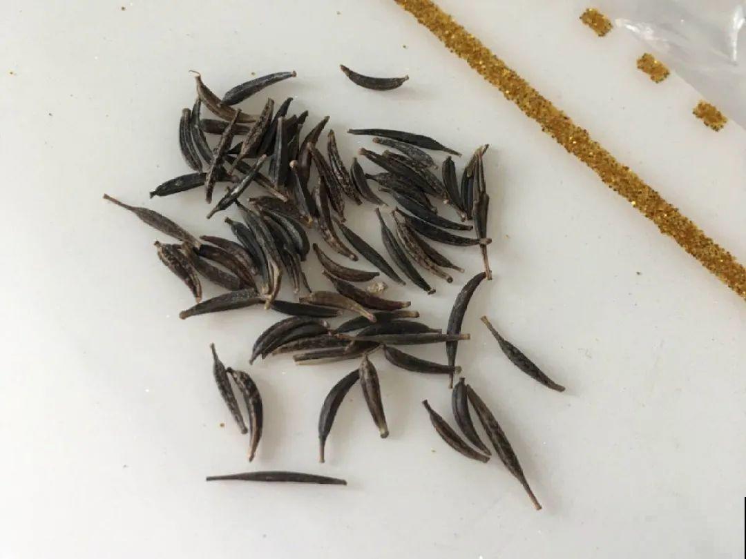 20种花不用买，开完花等20天，爆出好多种子！