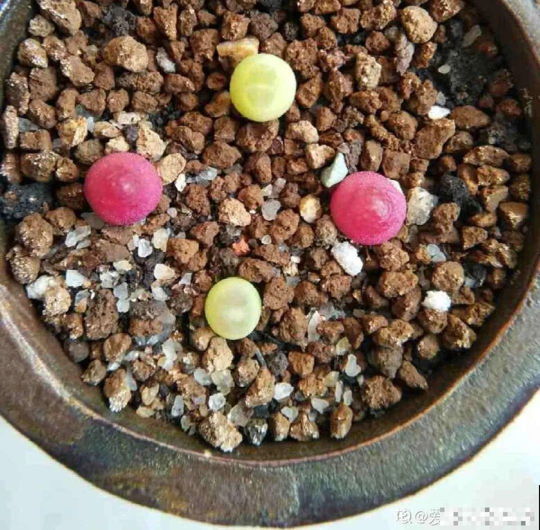 养多肉的人里，有一群“屁股花”爱好者，养的多肉超可爱