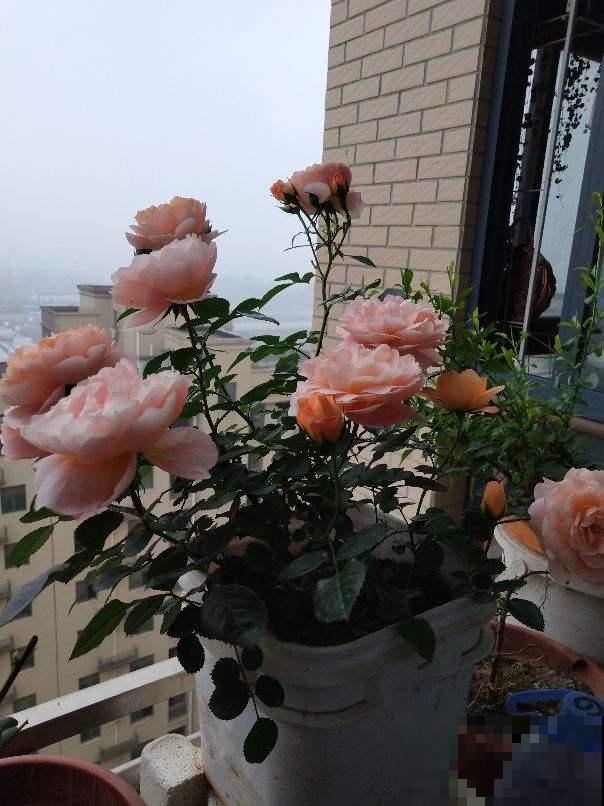 5个养花好方法,养花高手们都在用,特简单 5个养花好方法,养花高手们都在用,特简单