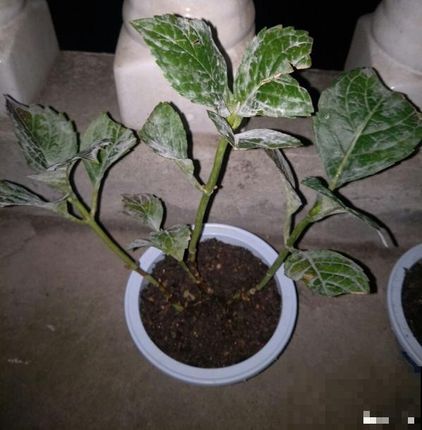 4月养花病虫害，白霜、黑斑、黄点儿···再不治就死光了