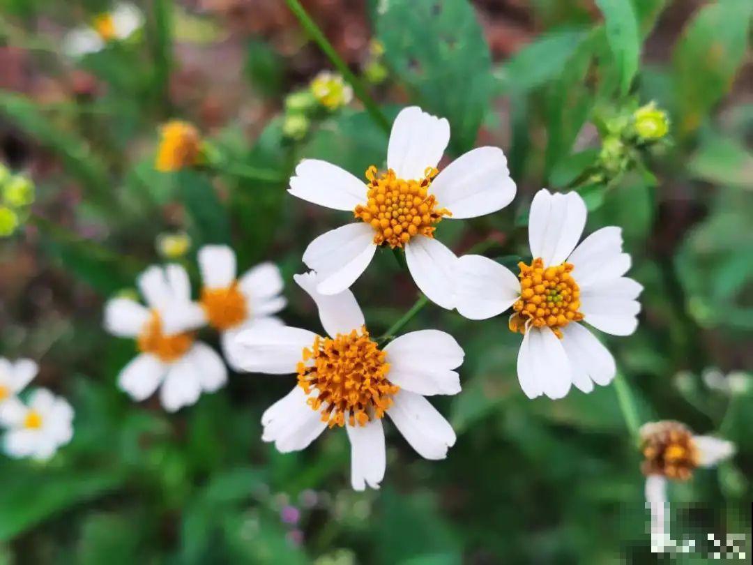 春天来了，有个院子养点花，简直太幸福