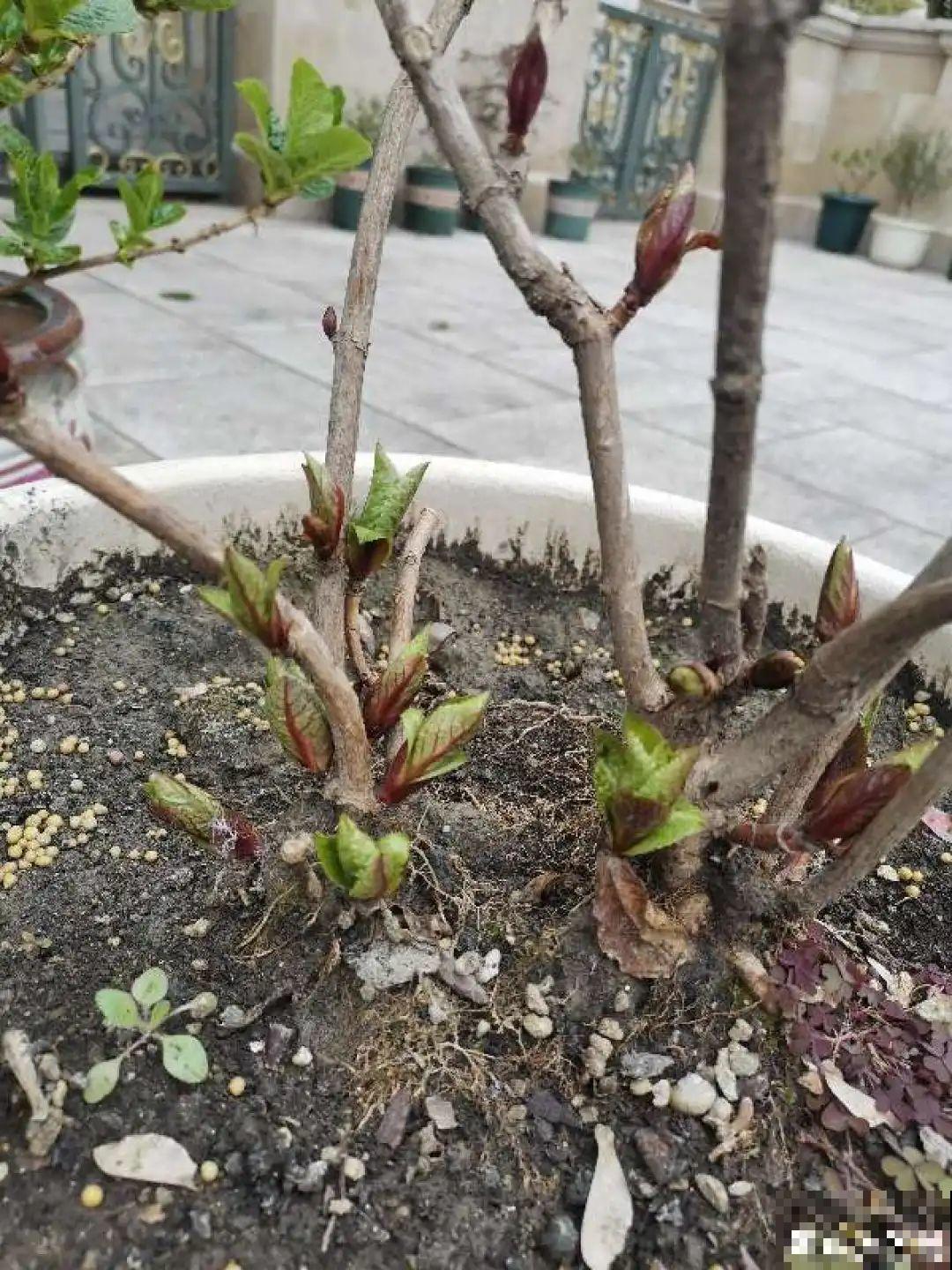 8种花开始慢慢睡醒了， 现在长得正旺，多浇水施肥， 开花更多！