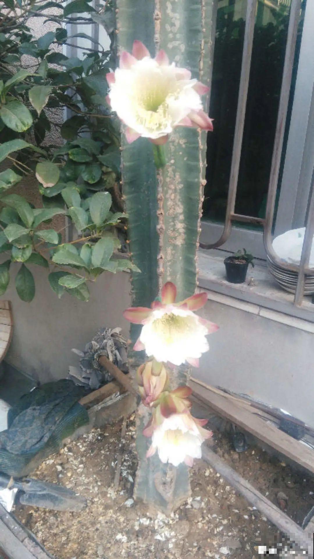 家里养棵“丑八怪”，霸气镇宅，越养越爱