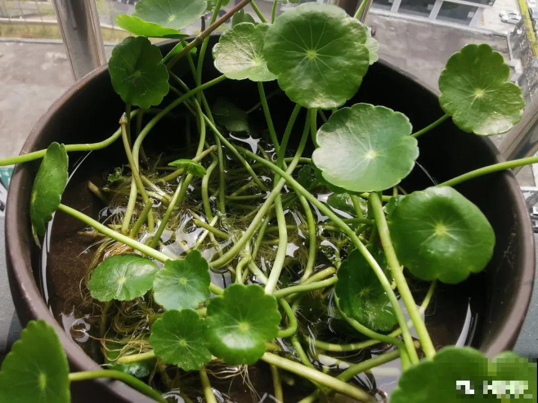 纯水养花长不大，加点泥巴土，长满新叶子