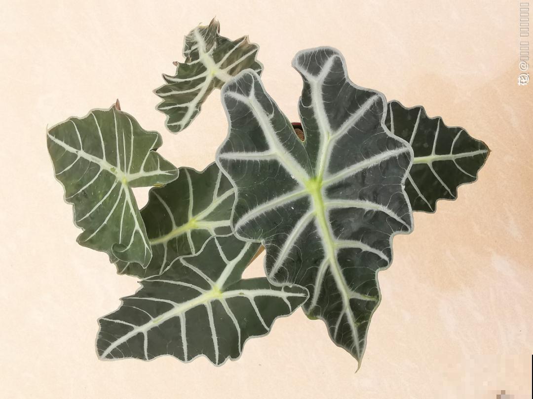 室内小窗台,养点小众盆栽,气质瞬间不一样 室内小窗台,养点小众盆栽,气质瞬间不一样