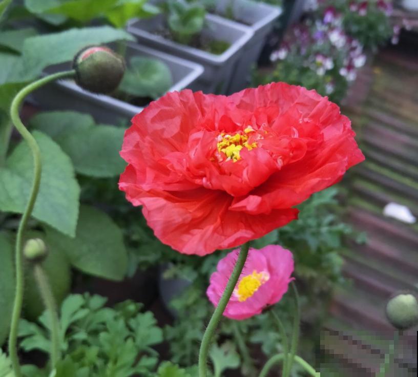 80种常见花卉，读过后，花名难不倒你