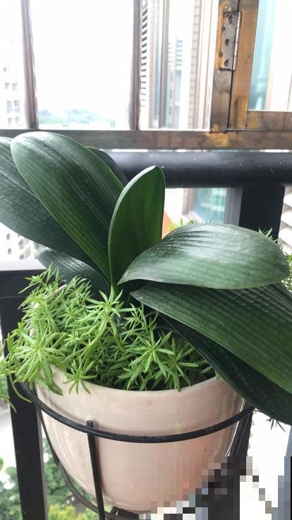 天气变热,4种花不适合淋雨,不然很快就死了 天气变热,4种花不适合淋雨,不然很快就死了