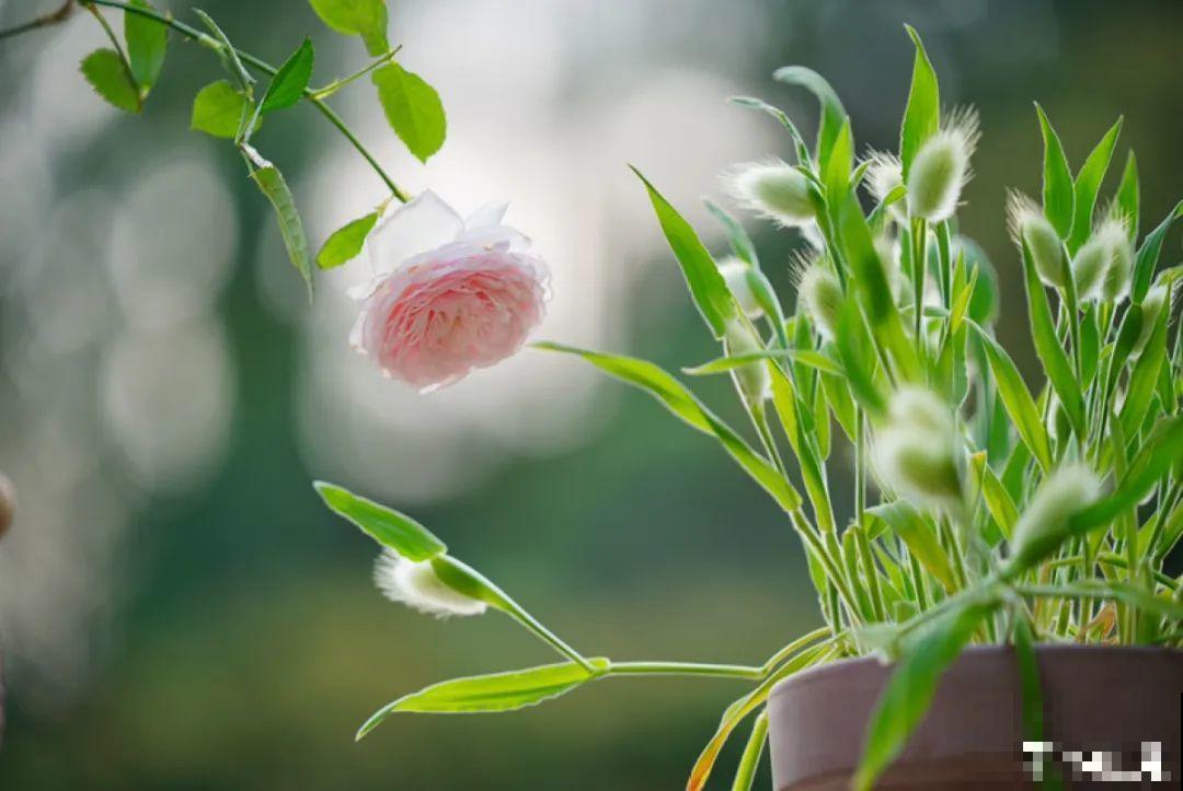 美人般的花,花开瞬间美到窒息,谁见都夸 美人般的花,花开瞬间美到窒息,谁见都夸