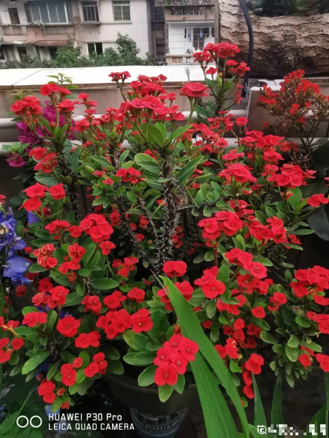 家里养棵“丑八怪”，霸气镇宅，越养越爱