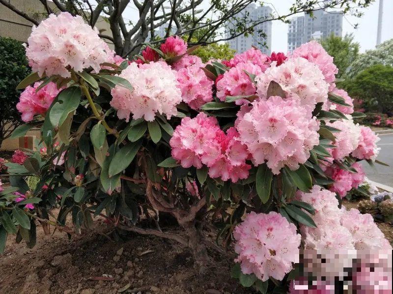 大院子养点大气花，超级有格调，漂亮的中国风