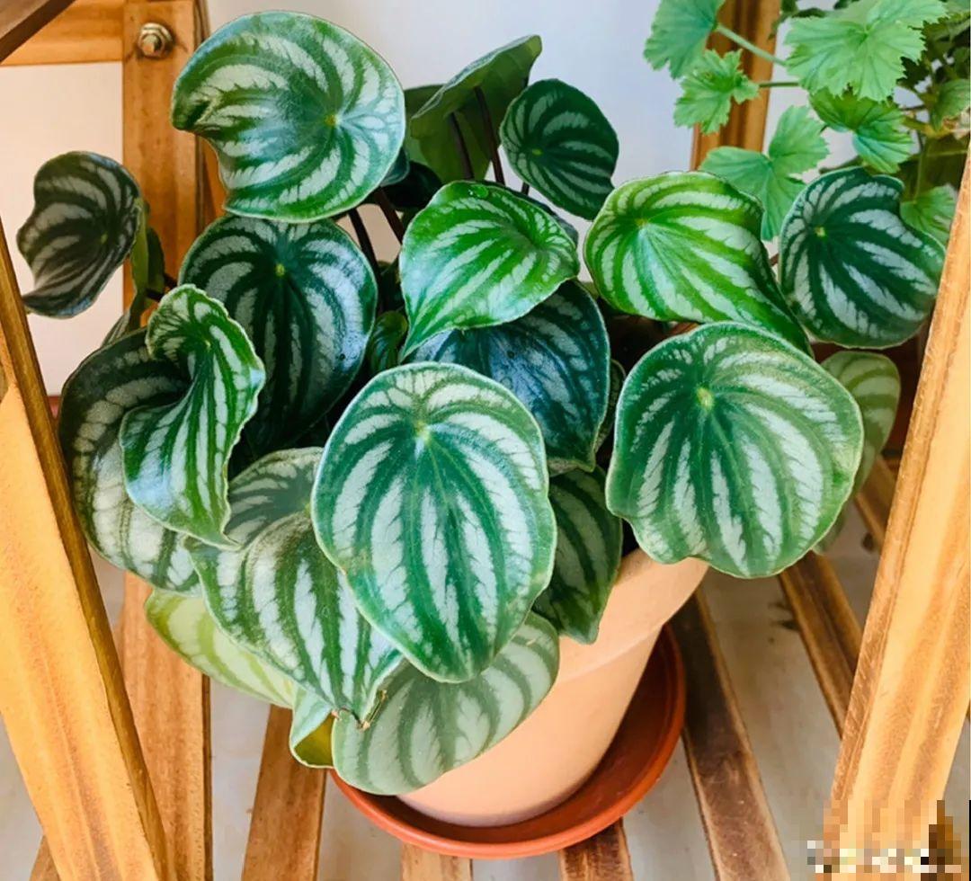 室内小窗台,养点小众盆栽,气质瞬间不一样 室内小窗台,养点小众盆栽,气质瞬间不一样