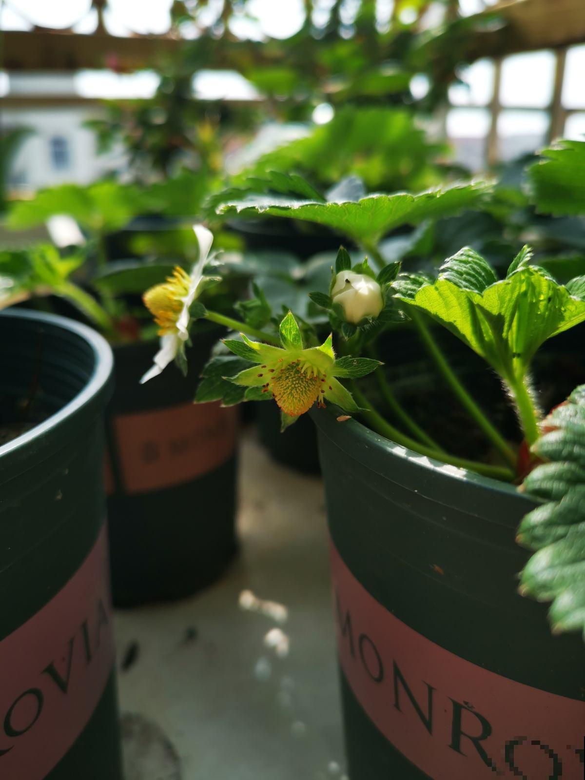 春天在家养盆草莓,初夏就能吃只需一块草莓皮 春天在家养盆草莓,初夏就能吃只需一块草莓皮