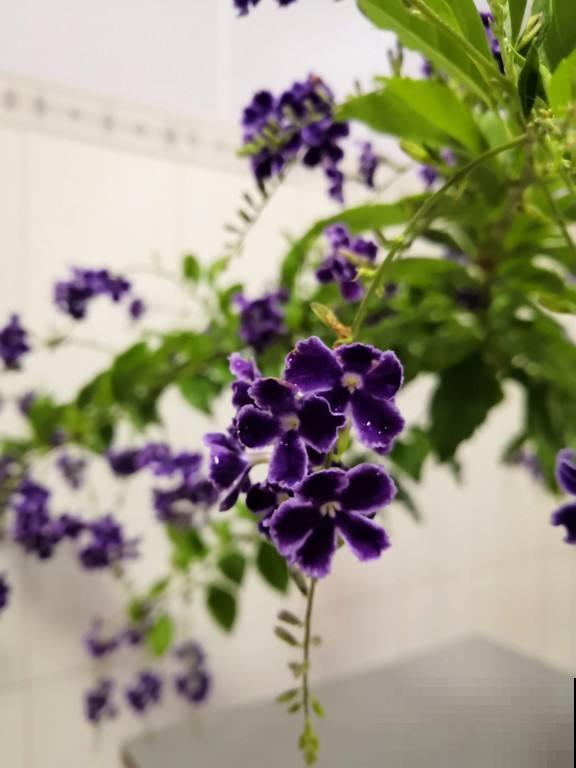 带有巧克力香味的“美人花”,名叫蕾丝金露,皮实好养开花多 带有巧克力香味的“美人花”,名叫蕾丝金露,皮实好养开花多