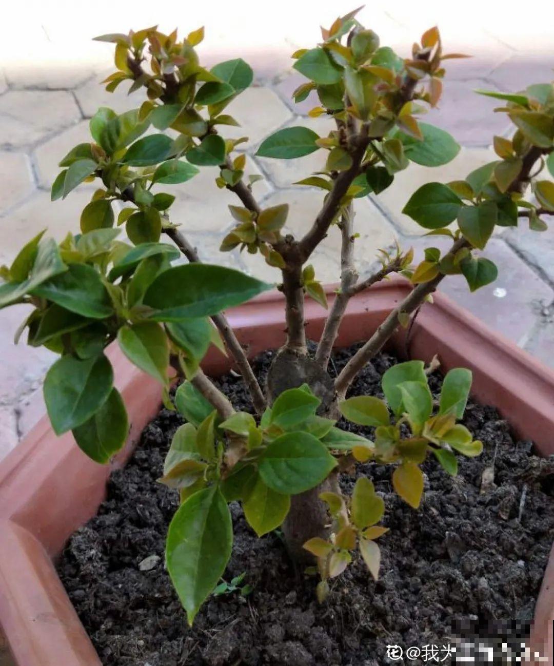 7种“落地生根”花,春天多插几棵,成活率特别高 7种“落地生根”花,春天多插几棵,成活率特别高