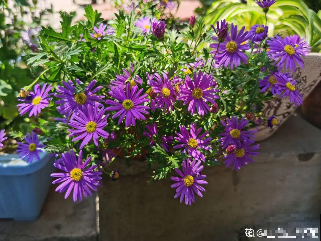 天热了，20种花最怕浇水，浇得越多，死得越快！