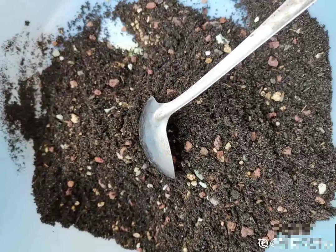 玉米棒子插水里，比绿植长得快，长成清新小盆栽