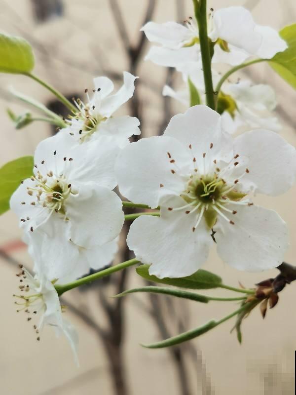 那些花型标准的“五瓣花”，傻傻分不清，记住要点辨认很容易