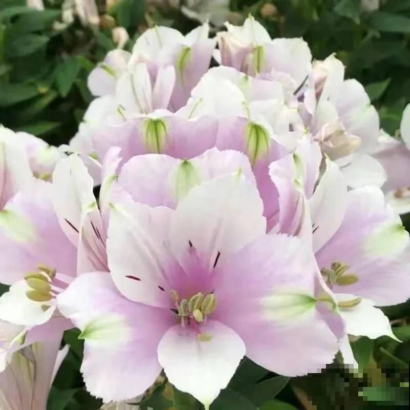 5种花真是“一举两得”,开花之后剪下来,插花瓶里颜值更高 5种花真是“一举两得”,开花之后剪下来,插花瓶里颜值更高