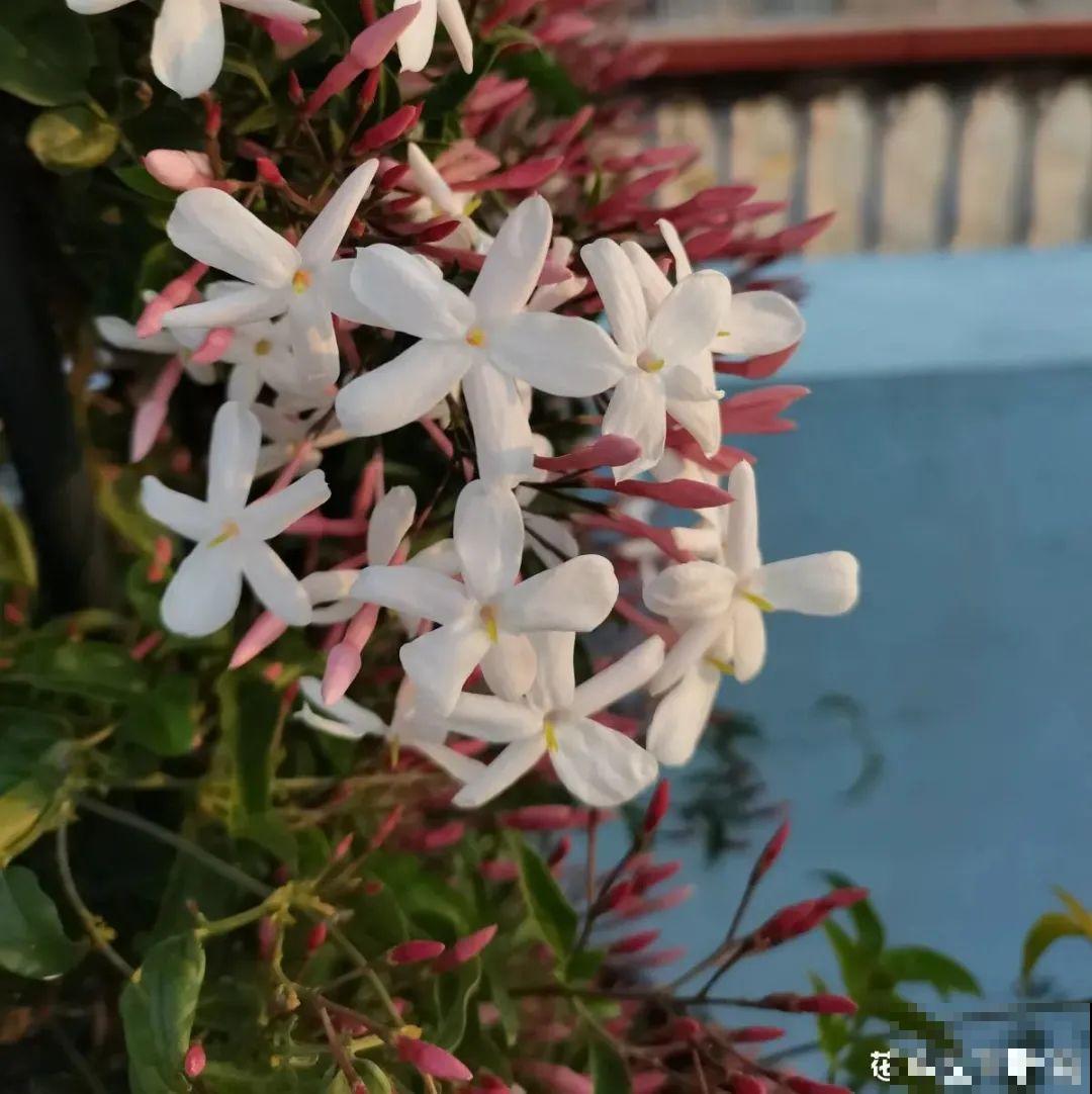 家里养盆香水花,满屋子飘香,还能净化空气 家里养盆香水花,满屋子飘香,还能净化空气