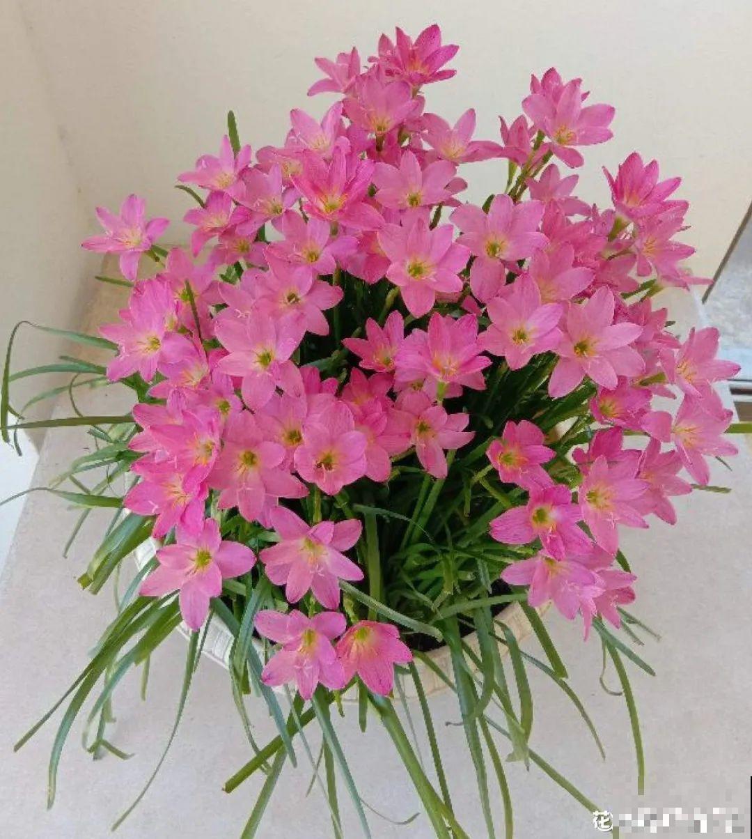 春天养花，就怕乱浇水，浇错水植物死的越快