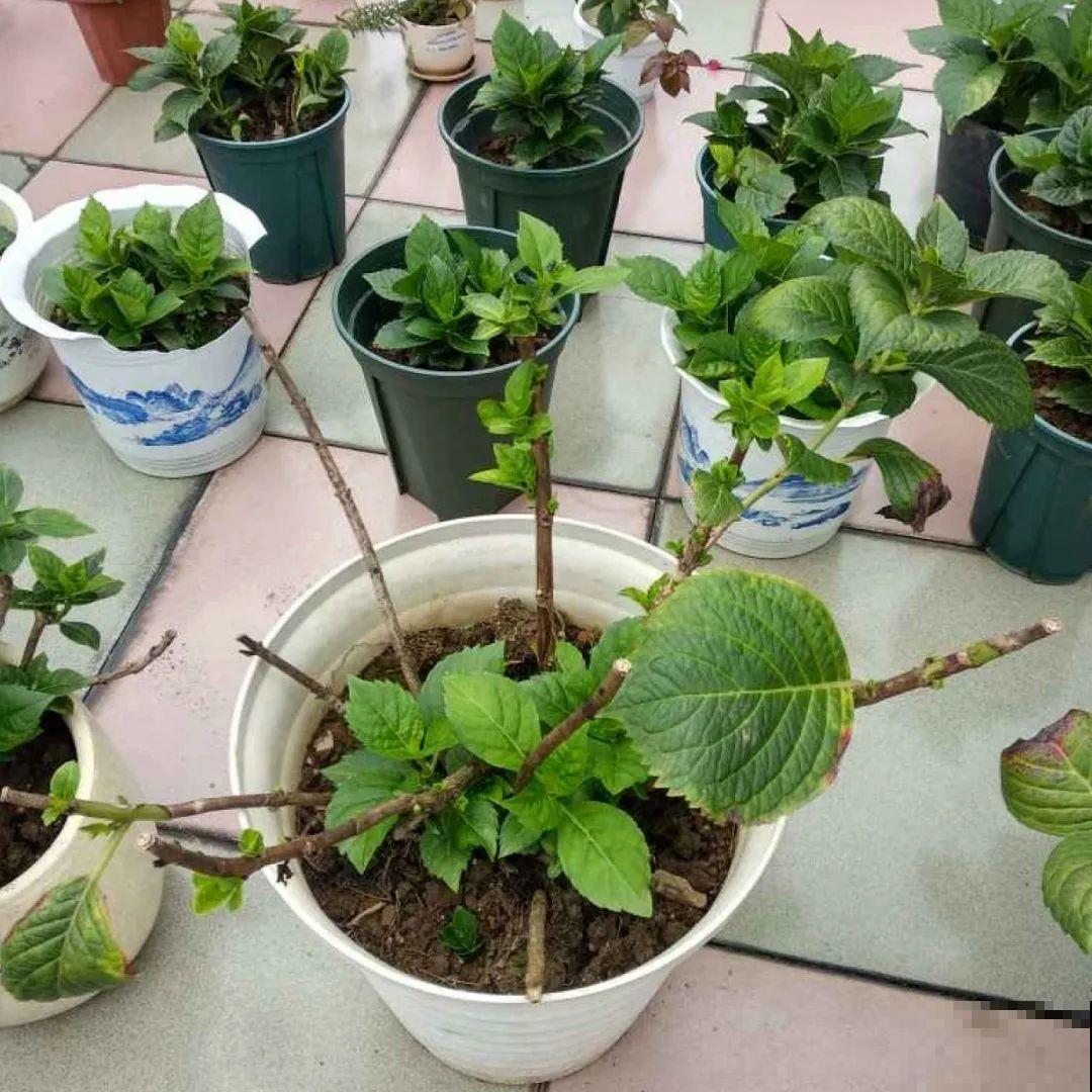 3月份养花,别急着搬出屋外,花容易死翘翘 3月份养花,别急着搬出屋外,花容易死翘翘