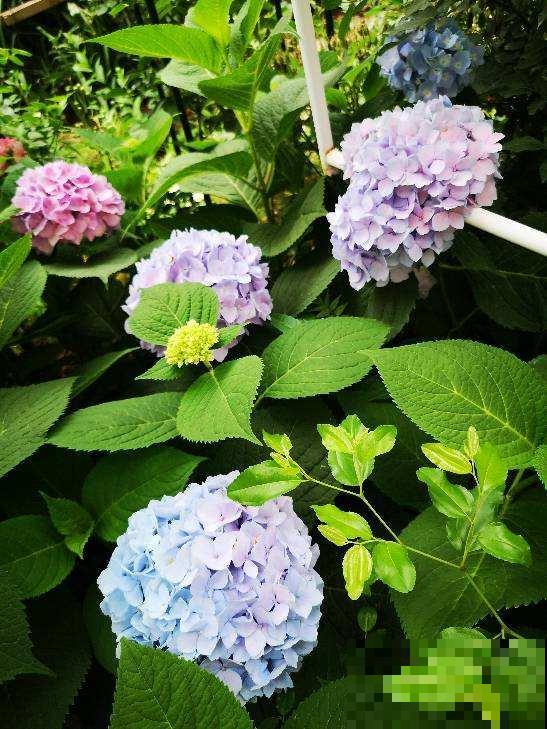 绣球最受欢迎的品种，春天种一棵，耐阴开花多