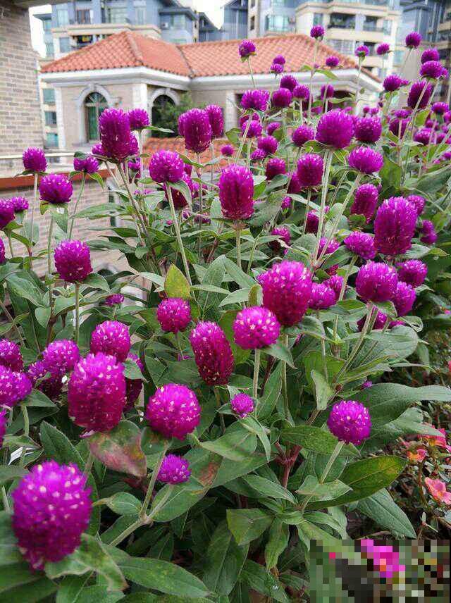 永远留住花朵的方法，就是把花晒干！