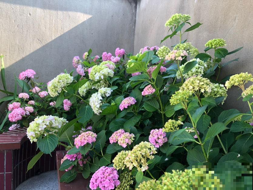 4种花是大水缸，一天不浇水，马上蔫给你看