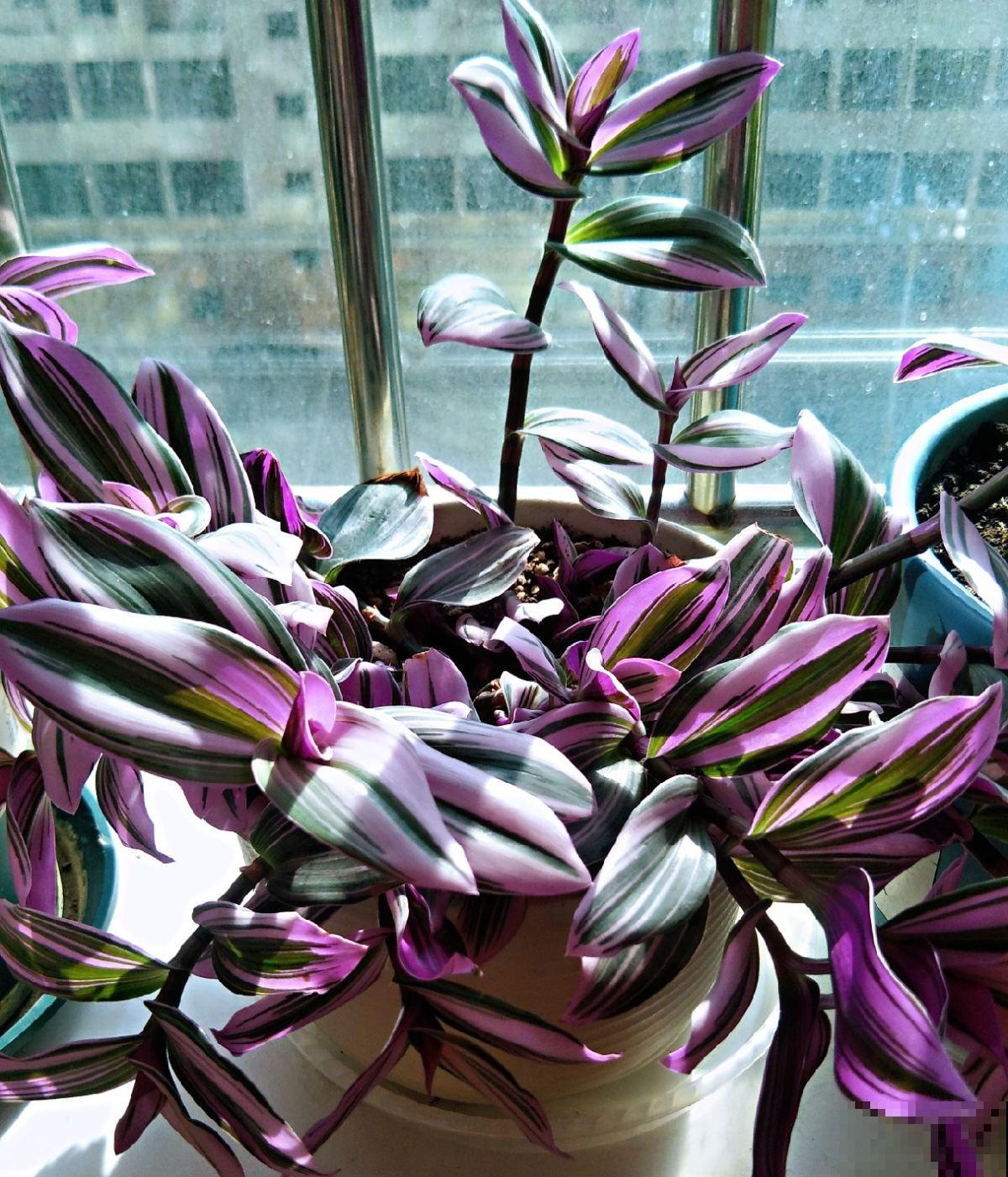 小阳台养花,选对品种是关键,这4种开花多还不占地儿 小阳台养花,选对品种是关键,这4种开花多还不占地儿