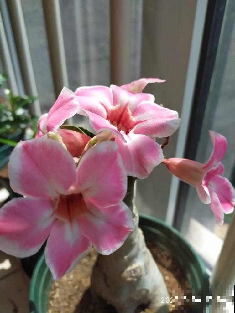 学校让孩子带盆花,可难坏了父母,到底带啥花好呢? 学校让孩子带盆花,可难坏了父母,到底带啥花好呢?